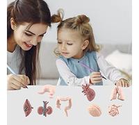 Generic Simulation de Modèles D'organes du Corps Humain, Jouets éducatifs de Bricolage pour Enfants, Outils Pédagogiques D'anatomie 3D pour L'apprentissage en Classe, Matériau PVC, 6 * 4 Cm, Ensemble