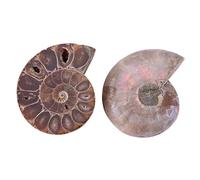 Generic Spécimen Fossile D'ammonite de Madagascar, Histoire Ancienne Unique, 2 Pièces pour Fournitures Pédagogiques ou Décoration Intérieure, Pierres et Minéraux Naturels (Diamètre 4cm)
