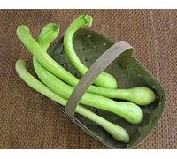 Generic SQUASH/COURGETTE ITALIENNE ESCALADE - TROMBETTA D'ALBENGA - 25 GRAINES