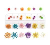 Generico 1 Boîte de Daffodil Bleuet Naturel Royal Fleur Sec