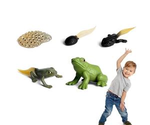 Generico Frog Life Cycle Figures - Biological Model Set | Animal Growth Cycle Toy For Educational Learning, Children, Classroom, Party Supplies, Desktop Decor And Developmental Play