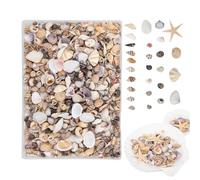 Generico Mini coquillages - Décorations pour aquarium, mini coquillages et étoiles de mer | pour amateurs, professionnels, , enseignants d'art, artistes et aquariums pour poissons, maison