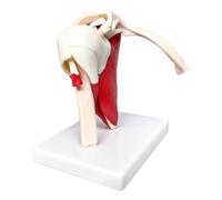 Genérico Modèle d'anatomie Matériel didactique anatomique en PVC | Manchon rotatif anatomique pour entraînement et démonstration : enseignants, femmes, garçons et filles, jeunes