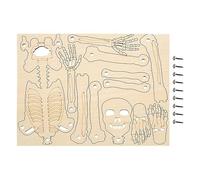 Genérico Modèle de Corps Humain pour | Montage de 30 cm, Figurine Squelette, Figurine de Structure du Corps Humain pour étudiants, Science, Anatomie Animale, décoration Halloween