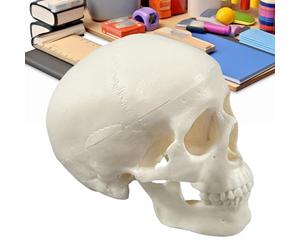 Generico Modèle humain de modèle d'enseignement squelette humain en ABS blanc avec mâchoire mobile | pour les cours de sciences de l'art dessin studio individuel décorations