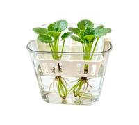 Generico Pots pour - Conteneurs de fleurs transparents à double couche 4 compartiments | Pots de culture pour propagation de | pour intérieur, salon, chambre, bureau, balcon, terrasse, jardin