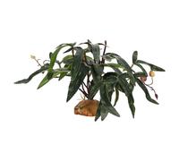 Generico pour Terrarium Reptiles - Végétation Faux Réaliste | Feuilles Artificielles pour Dragon Barbu - pour Poisson d'eau Douce Tortue Betta Léopard Caméléon Grenouille Amphibie