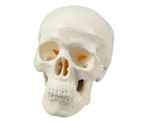 Generico Tête de mort réaliste pour Halloween | Réaliste pour cours d'anatomie, maisons hantées, fêtes, vacances, maison, éducation, école, salle de classe