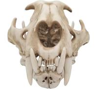 Générique 1:1 Modèle de félin Crâne de léopard des neiges, spécimen réaliste d'os et de dents d'animal, modèle de tête de squelette pour l'éducation scientifique, accessoires d'Halloween