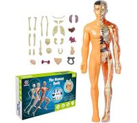 Générique 11.22 inch DIY Assembled Human Torso Organ Model,Kids Anatomy Toys Interactive Human Body Model for Kids Children Learning Science Anatomy, Ages 6+,B