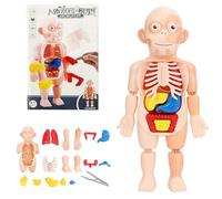 Générique 15Pcs Montessori Jouets Enfants Science Éducation Corps Humain Organe Anatomie Modèle DIY Assemblé Jouets Médicaux Outils D'enseignement