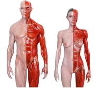 Générique 2 pièces Modèle d'anatomie musculosquelettique, Figurine humaine de 30 cm/11,8 pouces pour l'étude du dessin artistique, l'enseignement en e sciences, Femme et Homme