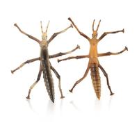 Générique 2 Pièces Modèle phasme Attrape-Insectes Enfants modèle de phasme Bugs Faux phasme Insectes Plastique Insecte Plastique Jouets de d'insectes de fête Jouets Insectes