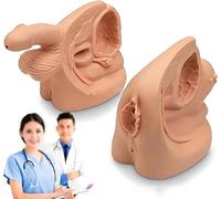 Générique 2PCS Modèles d'anatomie génitale féminine et Masculine, modèle d'insertion de cathéter en PVC avec marquages d'anatomie numérique Modèle de cathétérisme pour l'éducation et la Formation