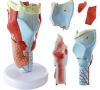 Générique 2X modèle de gorge humaine agrandi, 5 parties de larynx modèle d'anatomie 3D Muscles laryngés Os de la cavité des muscles laryngés avec base en PVC numérotée et amovible étiquetée