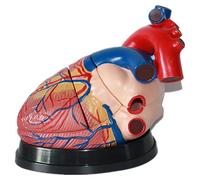 Générique 3 fois modèles de cœur humain, modèle anatomique vasculaire cardiaque, détachable en 3 parties pour démontrer la structure et la fonction du cœur humain