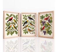 Générique 3Pcs Tableau Decoration Murale - Motif Éclatant & Impression HD - Vintage Illustration Botanique Oiseau Histoire Naturelle Tableau sur Toile pour Salon Chambre - 29.7 x 42 cm