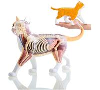 Générique 4D kit de modèle d'anatomie du squelette de chat détachable et assemblé modèle anatomique animal modèle outil pour modèle de squelette