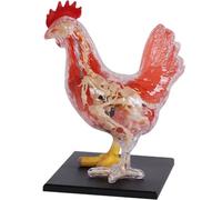 Générique 4D Vision Squelette de poulet & Kit de modèles d'anatomie, Intelligence Puzzle Assembly Toy Kit Modèle d'anatomie d'organe d'animal Enseignement médical DIY Science