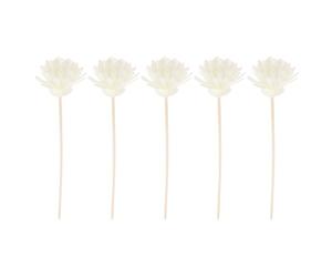Générique 5 Ensemble Remplacement du Diffuseur D'huile Parfum D'ambiance Parfumé Rehausseur De Parfum Arôme Parfum De Rotin Parfums Bâtons De Rotin Huiles D'aromathérapie en Bois Blanche