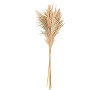 Générique - 6 Herbes DE Pampa Sauvages Naturelles 70CM