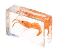 Générique à Légère de Décorative Crevette en Résine Facile Utiliser, pour L'éducation Collection Scientifique