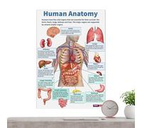 Générique Affiche D'anatomie | 16 Affiches Musculaires - Étude Anatomique pour Salles de Classe et Laboratoires d'Anatomie Enseignement Infirmier Hôpital Formation