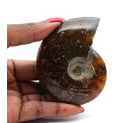 Générique Ammonite de 105 grammes et 75 millimètres, Minéral Ammonite de Madagascar, Minéral véritable, Pierre Exclusive, Pierre d'ornement, Pierre de vitalité
