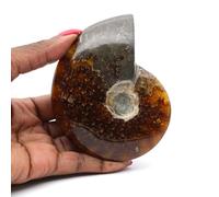 Générique Ammonite fossile entière de Madagascar de 200 grammes et 95 millimètres, Minéral Ammonite de Madagascar, Minéral Naturel, Produit Exclusif, Pierre d'art, Pierre de Transformation