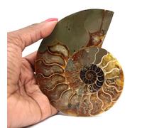 Générique Ammonite sciée polie de 190 grammes et 120 millimètres, Minéral Ammonite de Madagascar, Minéral Naturel, Un Seul modèle, Pierre d'art, Pierre de Connaissance
