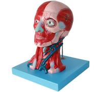 Générique Anatomie du modèle musculaire de la tête et du cou avec artères visibles, veines, œil amovible, calvarium, modèle d'anatomie grandeur nature, cerveau pour la science et l'étude