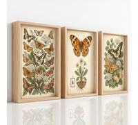 Générique Art Vintage Cabinet De Curiosités Tableau Decoration Murale Salon, Papillon Spécimen Affiche, Motif Éclatant, Facile à Accrocher, Tableaux sur Toile pour Chambre Maison Bureau, 21 x 29.7 cm