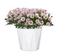 Générique Artificial Mums, Artificial Outdoor Sunset Mums Flowers - UV Resistant, Waterproof, Windproof, Faded, No Watering, Pruning, Outdoor Decor for Outside Home Indoor Planter (Yellow,10PCS)