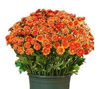 Générique Artificial Mums for Outdoors, Artificial Mums That Look Real, UV Resistant, Waterproof, Windproof, Faux Fall Flowers for Outside Planters, for Porch Patio Home Planter Window (D,5bunchs)