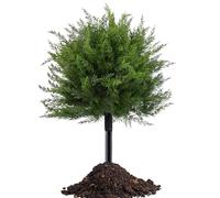 Générique Artificial Topiary - UV Resistant Cedar Bush with Ground Spike