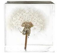 Générique Bloc spécimen de Pissenlit réel, Pissenlit Authentique conservé dans Un Cube en Acrylique Transparent, Presse-Papier de Bureau, Art Floral Naturel, 2 x 2 x 2 Pouces