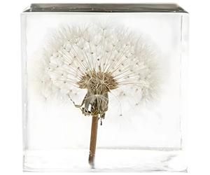 Générique Bloc spécimen de Pissenlit réel, Pissenlit Authentique conservé dans Un Cube en Acrylique Transparent, Presse-Papier de Bureau, Art Floral Naturel, 2 x 2 x 2 Pouces