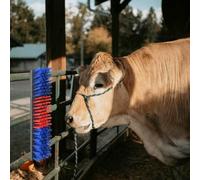 Générique Brosses pour Le bétail Rouge et Bleu 50 x 10 x 6.5 cm,Entreprise & Industrie, Agriculture, Élevage, Rouge (Poids 1.77KG)