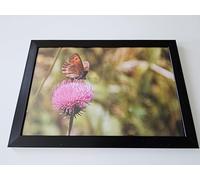Générique Cadre Photo Nature, Papillon sur Fleur Rose, Image Artistique, Cadre Noir 20x30 cm