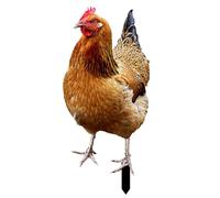 Générique Chicken Yard Art - 2D Acrylic Hen Chicken Statue for Farm | Life Sized with Ground Insertion Stake & Weatherproof High Gloss Finish for Garden, Patio, Lawn and Yard Decorations