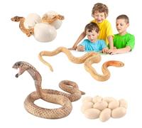 Générique Croissance Réaliste De La Vie Animale - Modèle Cycle des Serpents | Jouets Expérimentés pour Représenter dans Quatre Stades Aide d'apprentissage en Biologie