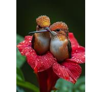 Générique Diamond Painting Oiseau, 5D Diamond Painting Adulte Grand Format Fleur Kit Broderie Tableau Diamant Adulte Complet Round, Diamant Point de Croix Peinture, Cadeau Femme 40x60cm Q-X775