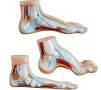 Générique Ensemble de 3 pièces 1:1 Modèle de pied humain plat et voûté, modèles de pathologie du pied, pieds normaux, plats et voûtés avec construction de structure des muscles, ligaments