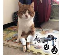 Générique Fauteuil Roulant réglable pour Animaux paralysés, Aide à la mobilité des Pattes arrière, Dispositif de récupération pour Petits Chiens et Chats, améliore l'activité et Les mouvements.