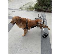 Générique Fauteuil Roulant réglable pour Pattes arrières - Chariot de rééducation pour Chiens handicapés, Aide à la récupération après blessure, déambulateur pour Animaux de Compagnie