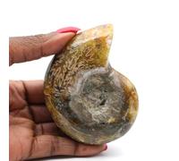 Générique Fossile d'ammonite Une pièce de 190 grammes et 85 millimètres, Minéral Ammonite de Madagascar, Issue de la Nature, Produit Unique, Minéral décoratif, Pierre de Chakras