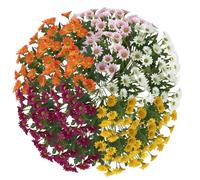 Générique Funsdecor Mums, Artificial Mums for Outdoors, Waterproof Windproof Fake Fall Flower Daisy Never Faded No Watering Pruning Cleanup-Bright & Full Like Real Thing (20PCS)