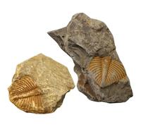 générique Grand Fossile De Trilobite Véritable Arthropode Authentique Venu Il Y A 450 Millions D'années pour Collections Et L'éducation