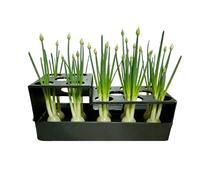 Générique Green Onion Planter - 16 Cm Hydroponic Propagation Vessel, Soil Less Growing Container for Windowsill Garden, Indoor Sprouting Kit | Harvest Fresh Produce Kitchen Counter Urban Farming Tool