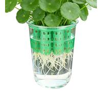 Générique Green Onion Planter | Clear Reusable Hydroponic Scallion Grower | Green Onion Seedling Sprouting Kit | for Windowsill Garden Home Indoor Kitchen Corner